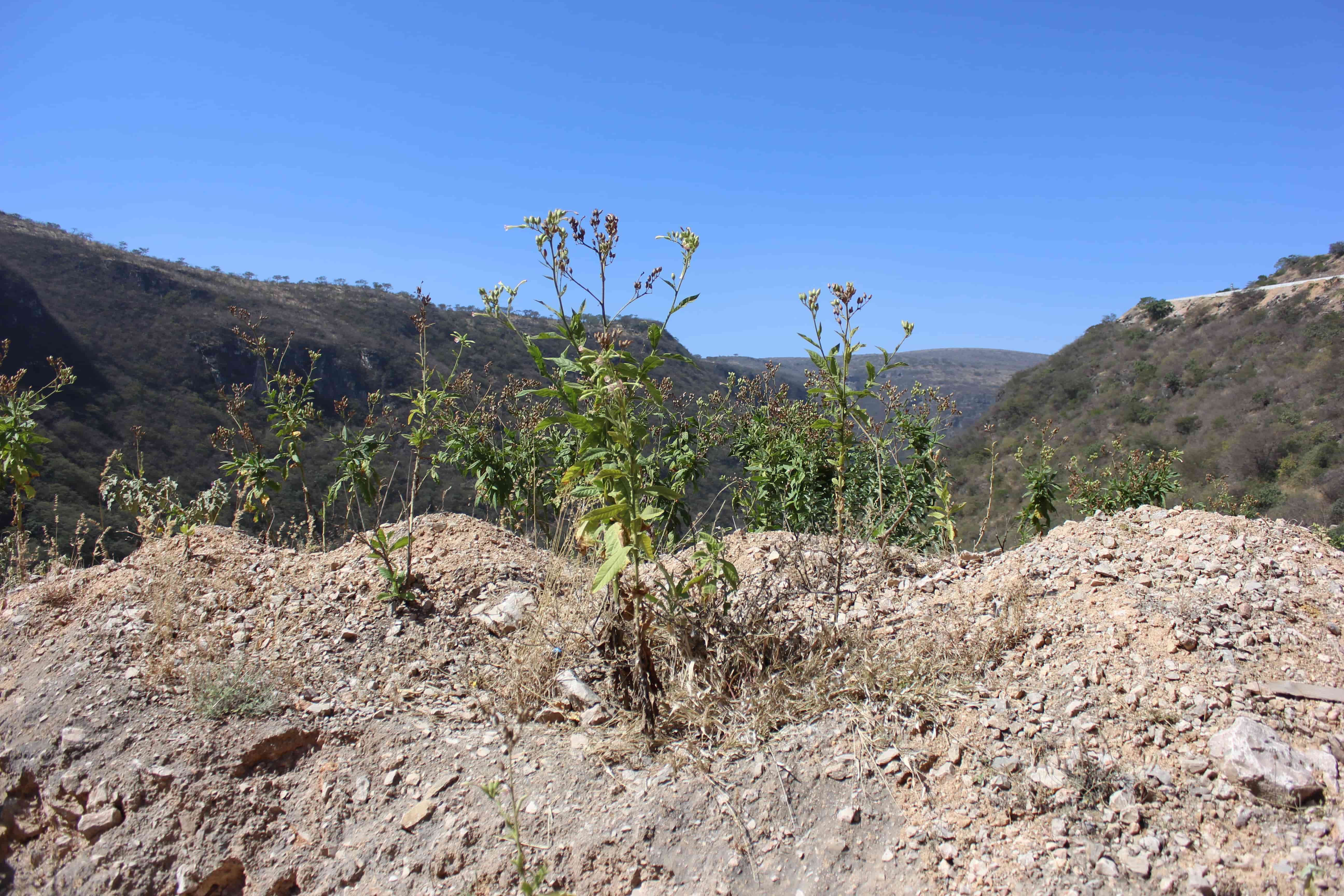 Plant Image